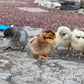 8 Barn Yard Rainbow Mix Chicks