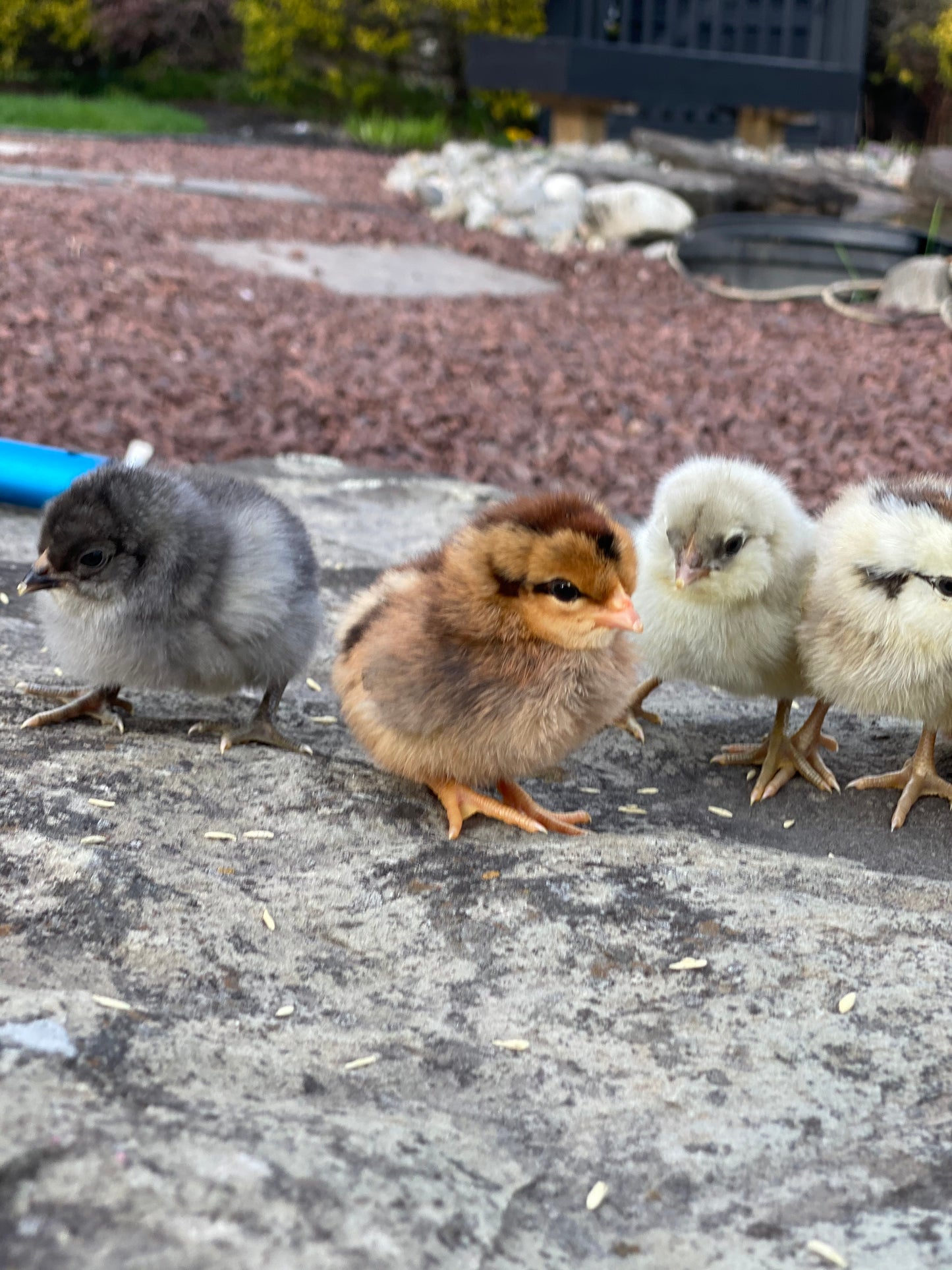 8 Barn Yard Rainbow Mix Chicks