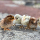 8 Barn Yard Rainbow Mix Chicks