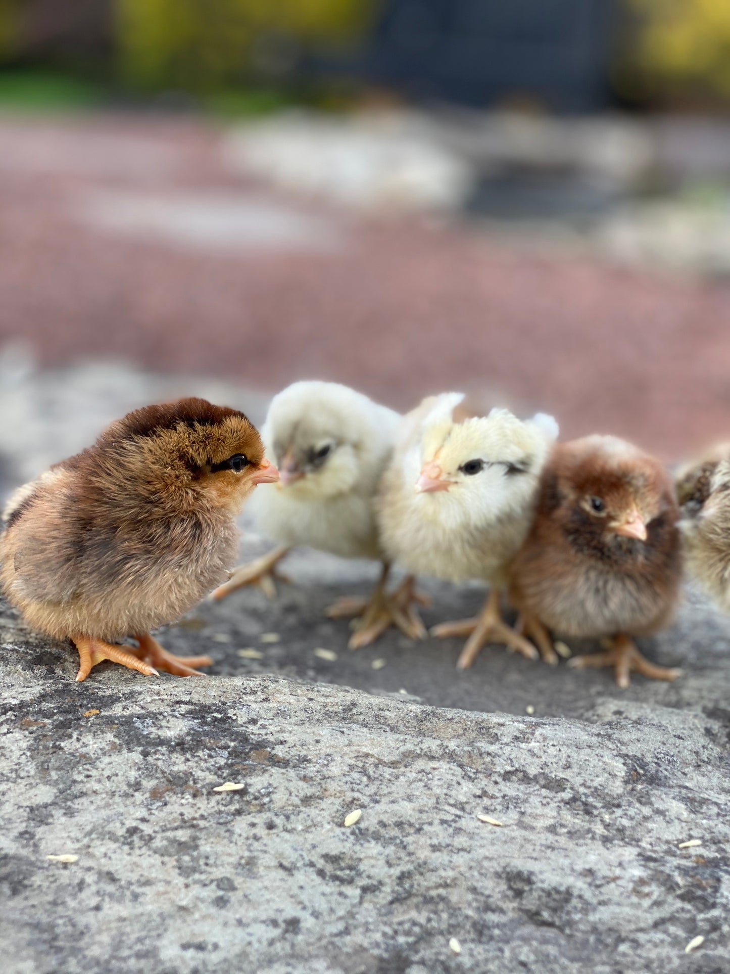 8 Barn Yard Rainbow Mix Chicks