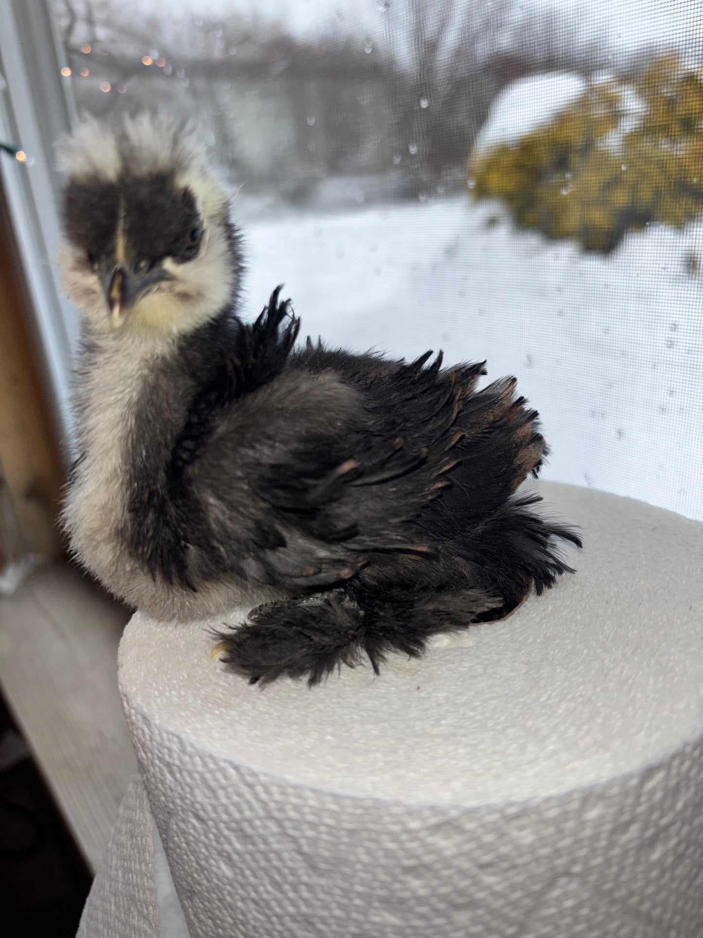 Mottled Bearded Silkie & Satin — Fertilized Hatching Eggs (Mottled Variety)