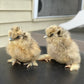 Hens Choice Bearded Silkie — Fertilized Hatching Eggs (Color Variety)
