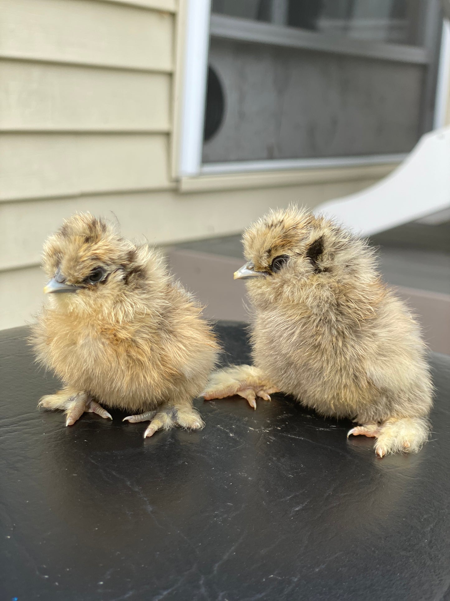 Hens Choice Bearded Silkie — Fertilized Hatching Eggs (Color Variety)