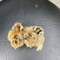 Hens Choice Bearded Silkie — Fertilized Hatching Eggs (Color Variety)