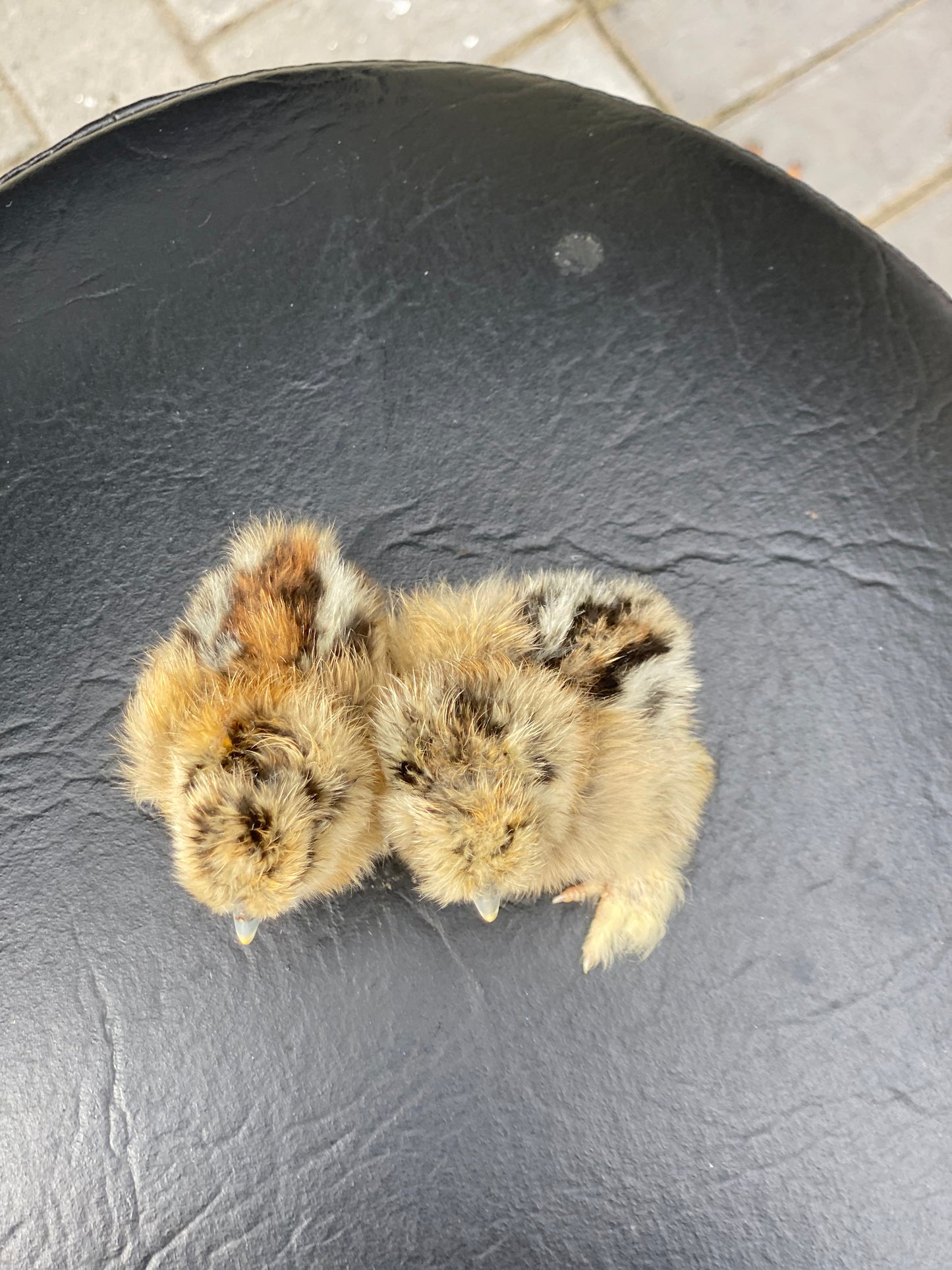 Hens Choice Bearded Silkie — Fertilized Hatching Eggs (Color Variety)