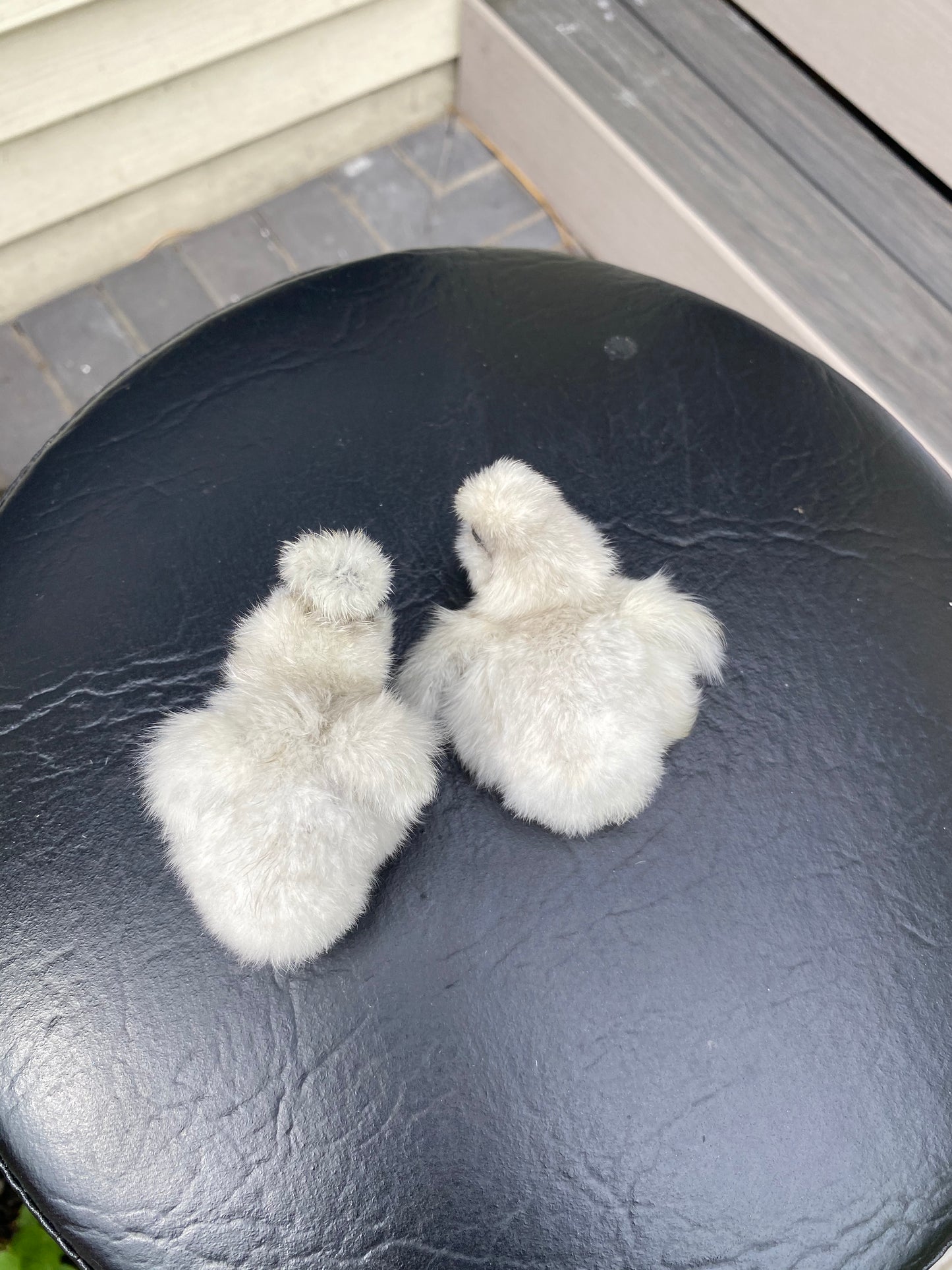 Hens Choice Bearded Silkie — Fertilized Hatching Eggs (Color Variety)