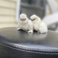 Hens Choice Bearded Silkie — Fertilized Hatching Eggs (Color Variety)