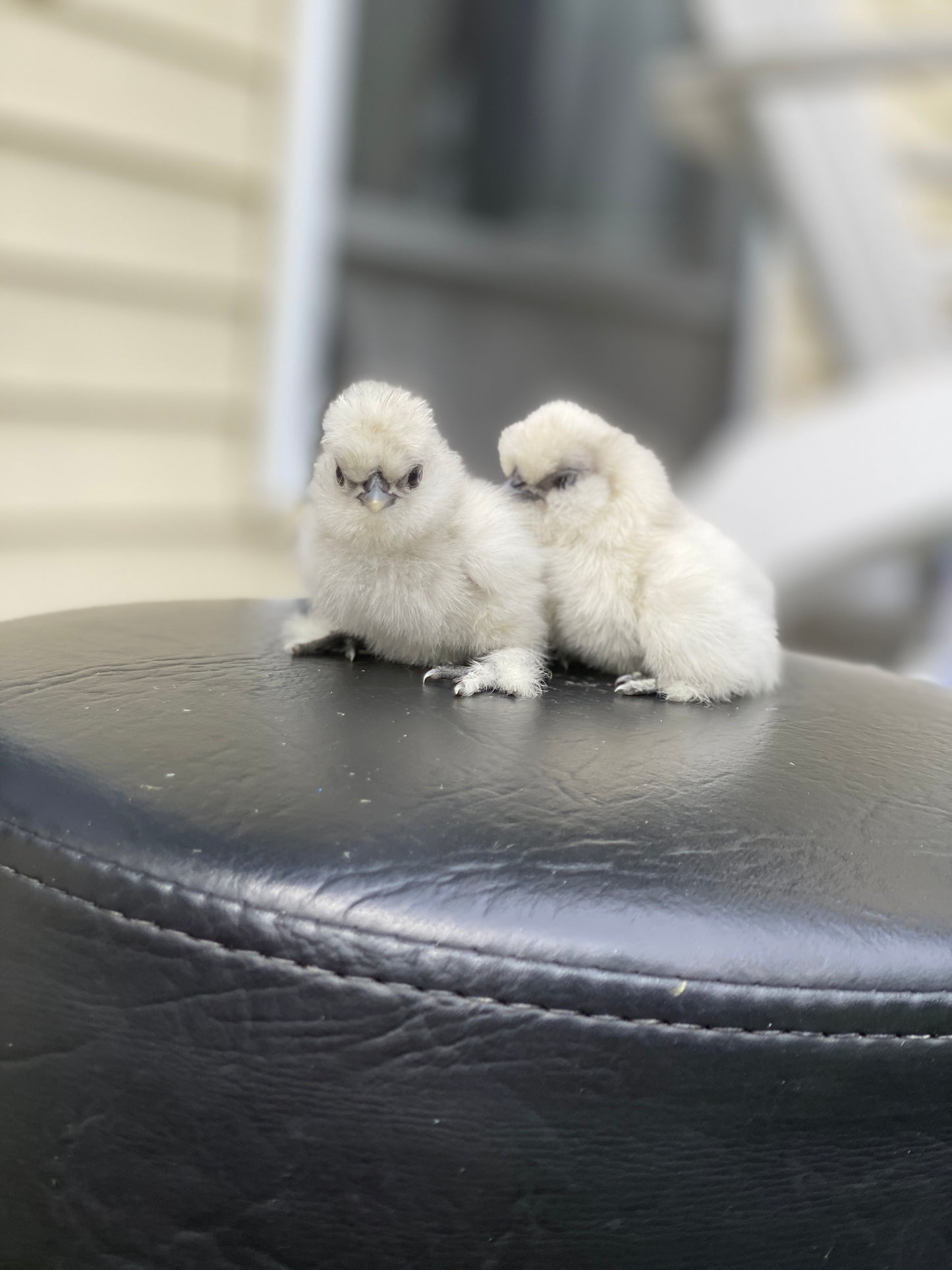 Hens Choice Bearded Silkie — Fertilized Hatching Eggs (Color Variety)