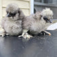 Hens Choice Bearded Silkie — Fertilized Hatching Eggs (Color Variety)