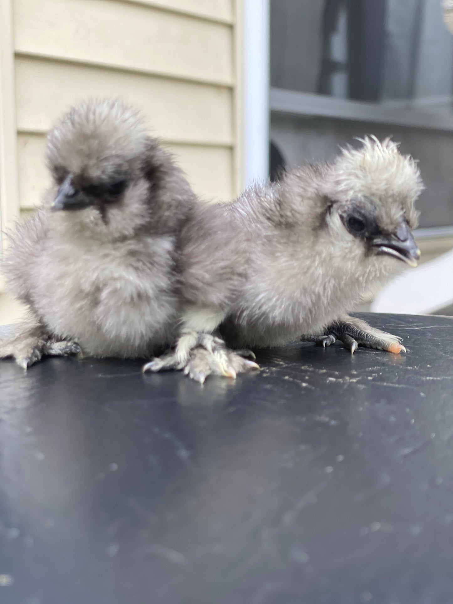 Hens Choice Bearded Silkie — Fertilized Hatching Eggs (Color Variety)