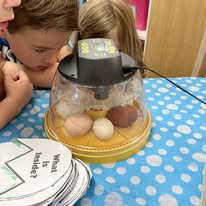 Hatch a Lovely Chick™ – 28-Day In-Home Chick Hatching Experience (Full Setup & Pickup Included)