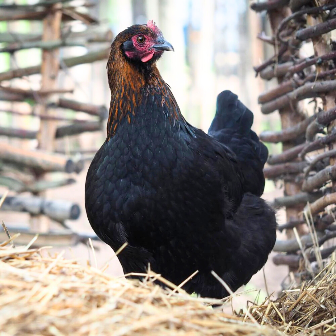 Black Australorp/Maran Mixed Chick (0-2 Weeks Old)