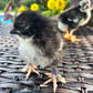 French Black Copper Marans Chick – Rare Chocolate Egg Layer (1–7 Days Old)