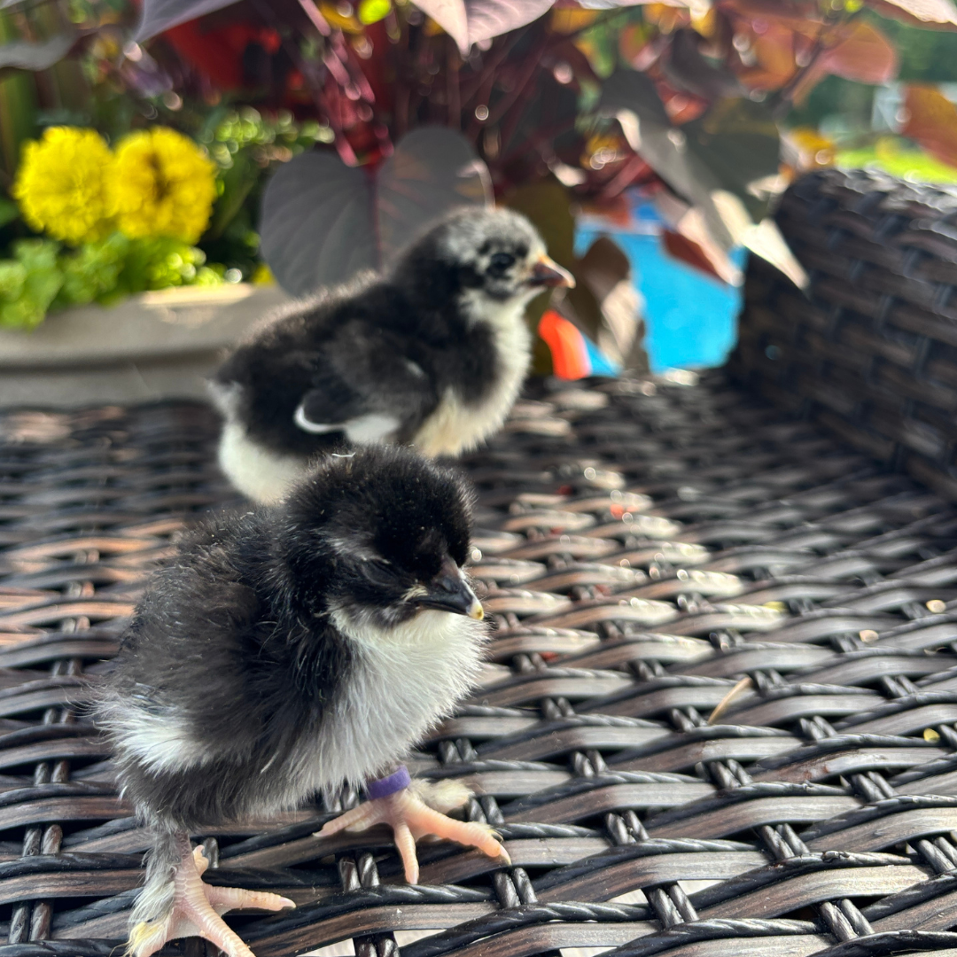 French Black Copper Marans Chick – Rare Chocolate Egg Layer (1–7 Days Old)