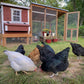 Medium Chicken Coop - Up to 10 Chickens
