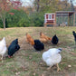 Medium Chicken Coop - Up to 10 Chickens