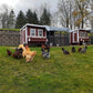 Large Chicken Coop - Up to 15 Chickens