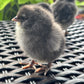 Blue Ameraucana Chicks (0-2) Weeks Old