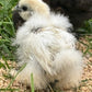 Bearded Silkie Bantam Chick