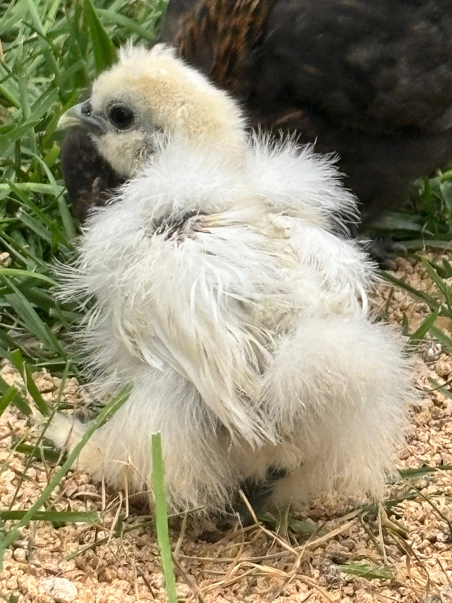 Bearded Silkie Bantam Chick