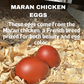 Fertilized Black Copper Marans Hatching Eggs – Deep Chocolate Egg Layers
