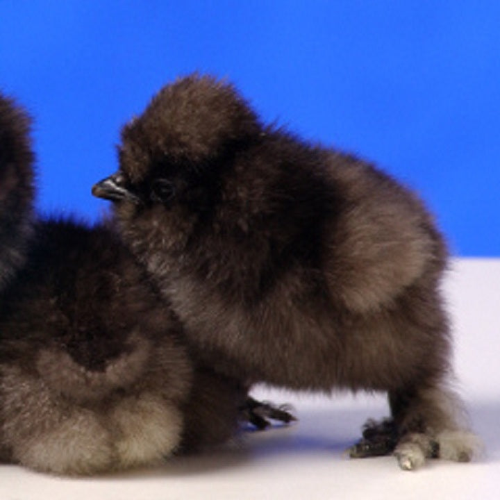 Bearded Silkie Bantam Chick