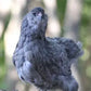 Blue Ameraucana & Wheaten Ameraucana— Fertilized Hatching Eggs (12 count)