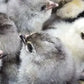 Wheaten or Black Ameraucana Chick (0-4 Weeks Old) - Blue Egg Layer