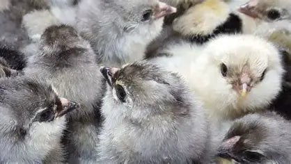 Wheaten or Black Ameraucana Chick (0-4 Weeks Old) - Blue Egg Layer