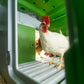 Omlet Eglu Cube Chicken Coop (Up to 6 Large Hens) — Easy-Clean, Predator-Proof, All-Weather