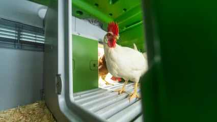 Omlet Eglu Cube Chicken Coop (Up to 6 Large Hens) — Easy-Clean, Predator-Proof, All-Weather