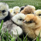 Bearded silkie bantam chicks hatched through the program