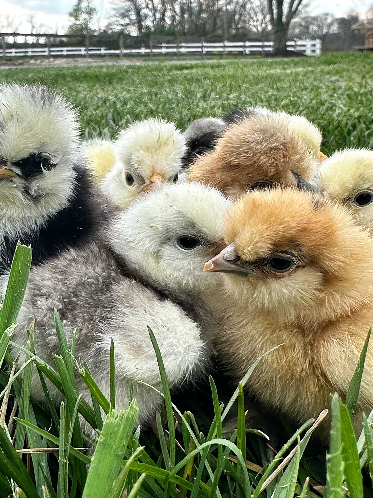 Bearded silkie bantam chicks hatched through the program