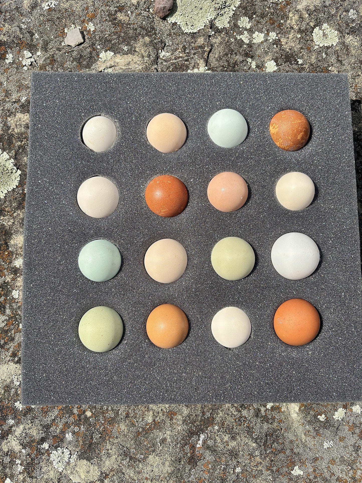 Colorful rainbow mixed fertilized hatching eggs used in the program