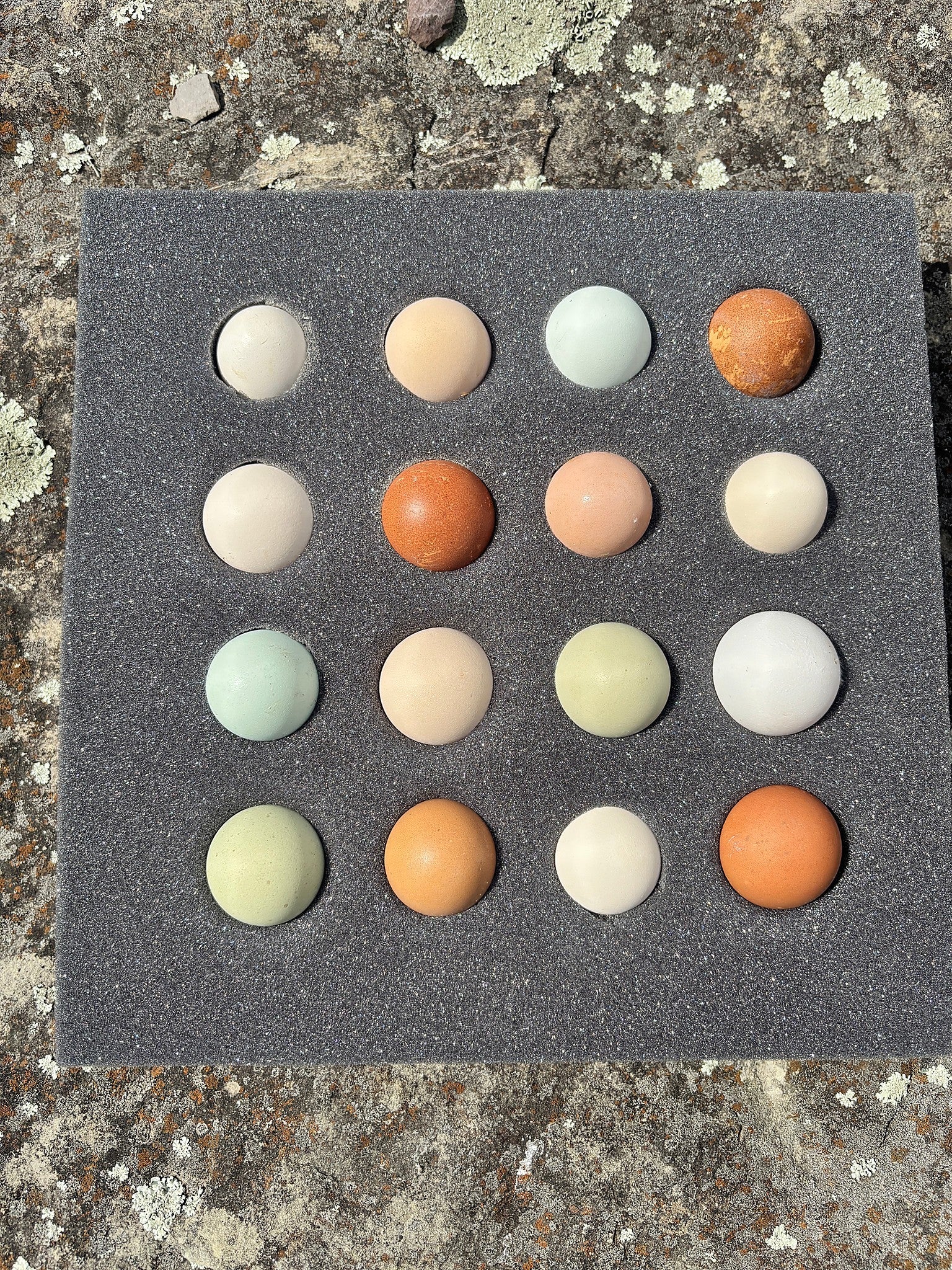 Colorful rainbow mixed fertilized hatching eggs used in the program