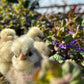 Newly hatched bearded silkie bantam chicks from the Hatch a Lovely Chick program