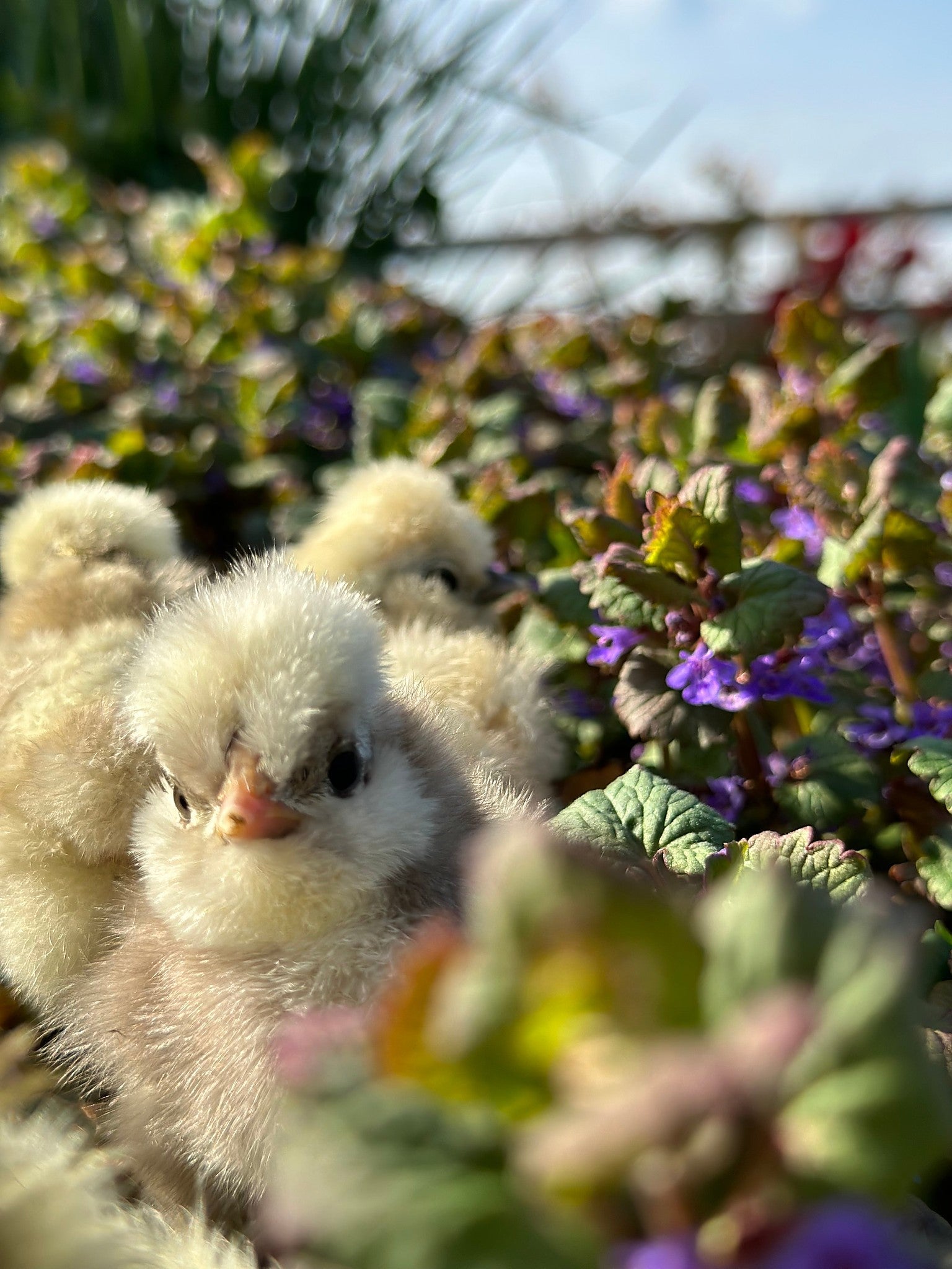 Newly hatched bearded silkie bantam chicks from the Hatch a Lovely Chick program