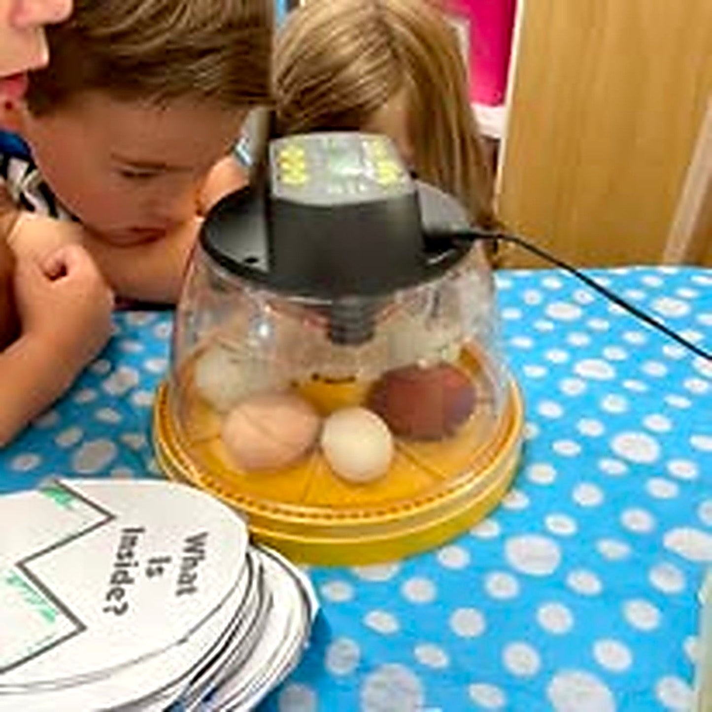 Kids watching fertilized eggs hatch in an incubator during the Hatch a Lovely Chick program