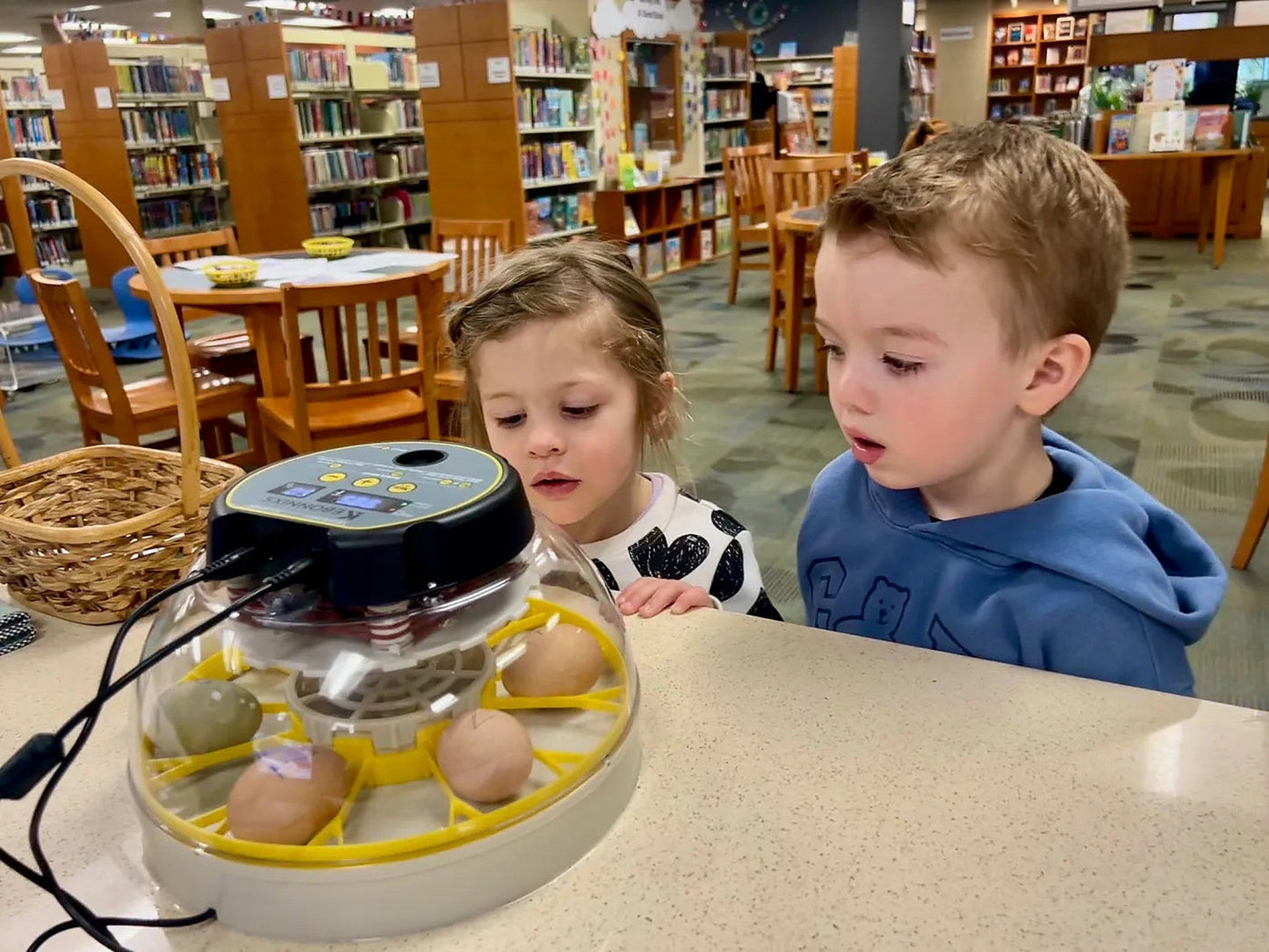 Kids looking closely at fertilized hatching eggs in the incubator