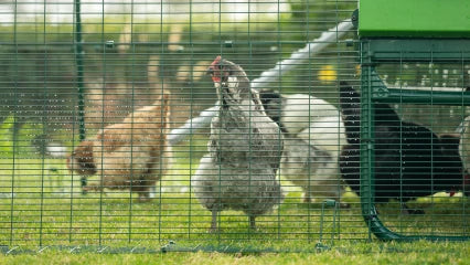 Omelet Eglu Pro Chicken Coop