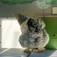 Omelet Eglu Pro Chicken Coop