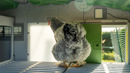 Omelet Eglu Pro Chicken Coop