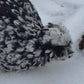 Mottled Bearded Silkie & Satin — Fertilized Hatching Eggs (Mottled Variety)