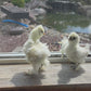 Satin Frizzle Chicks