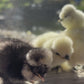 Bearded Silkie Bantam Chick
