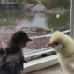 Satin Frizzle Chicks