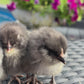 Blue Ameraucana Chicks (0-2) Weeks Old