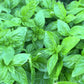 Fresh Genovese Basil – Local Pickup Only