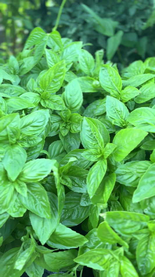 Fresh Genovese Basil – Local Pickup Only