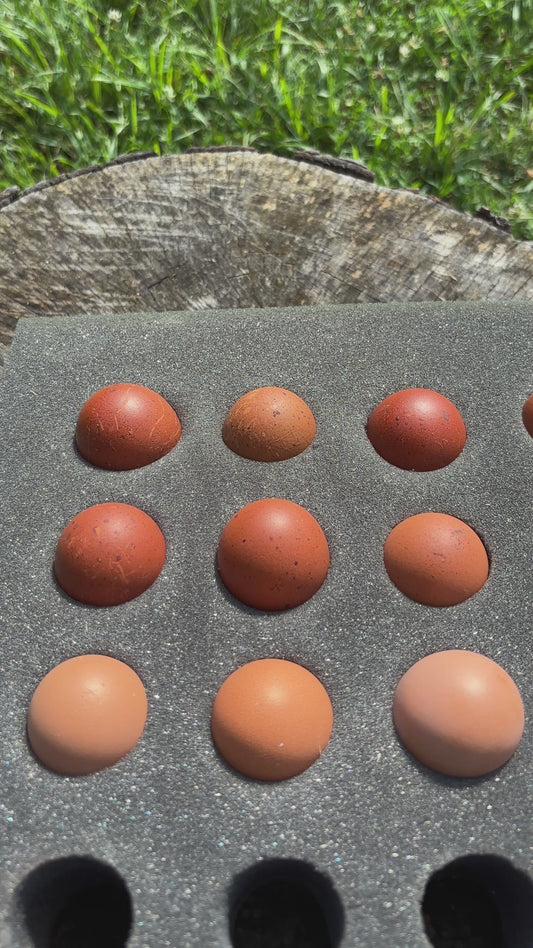 Fertilized Black Copper Marans Hatching Eggs – Deep Chocolate Egg Layers
